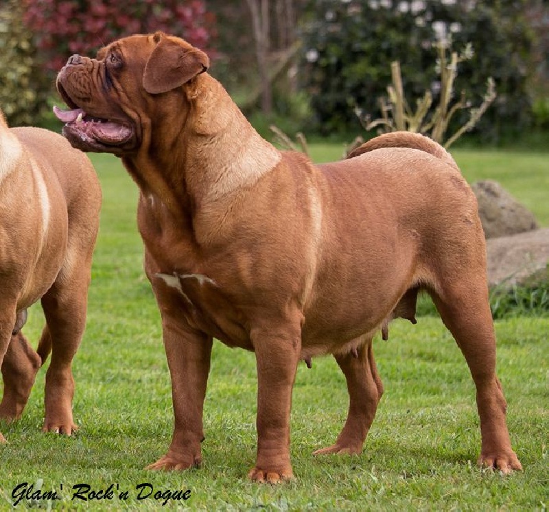 Glam' Rock'n Dogue