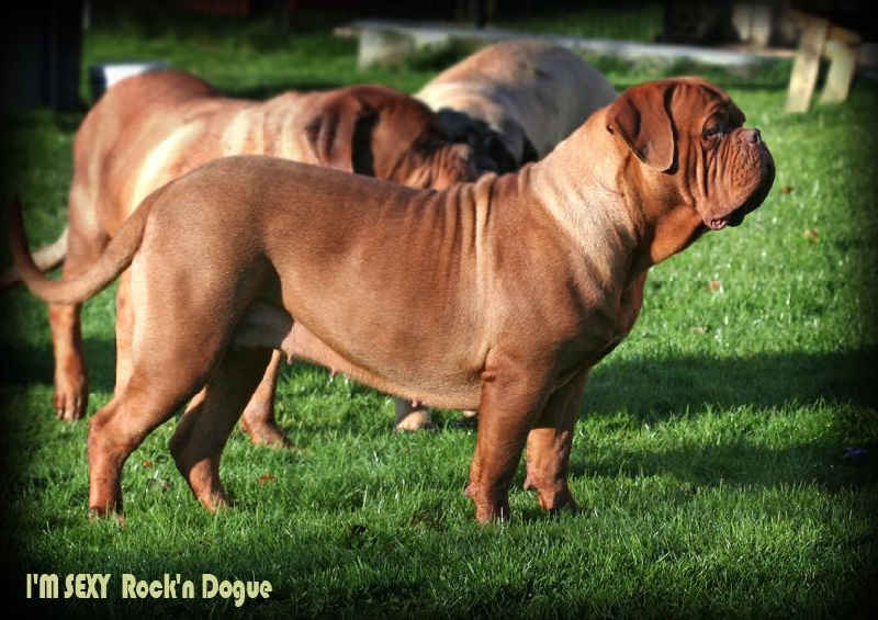 I'm sexy Rock'n Dogue